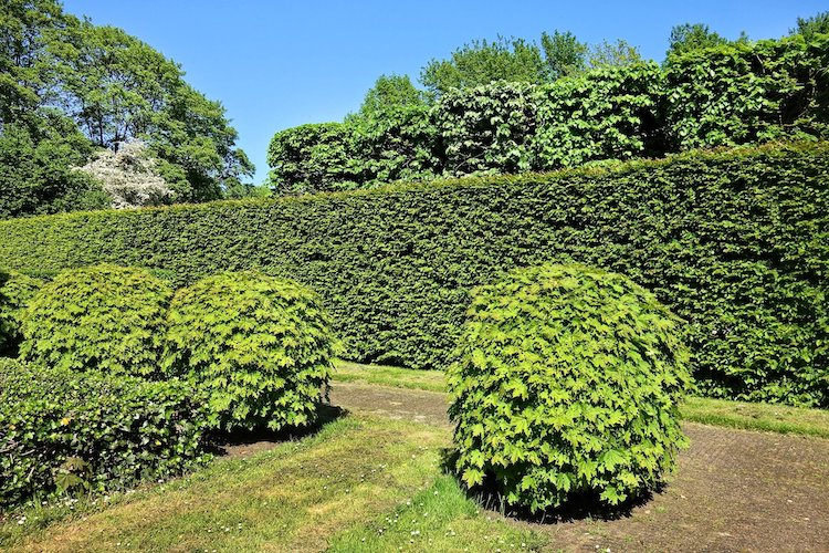 Kleine Bäume für den Garten Pflegeleicht und eindrucksvoll